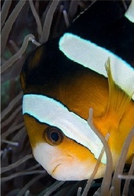 Nudibranch